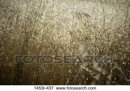 Field, grass, blades, nature, growth, meadow View Large Photo Image Stock Photo - Field, grass, blades, nature, growth, meadow. Fotosearch