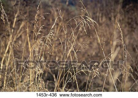 Field, grass, plants, dried, blades, nature View Large Photo Image Stock Photograph - Field, grass, plants, dried, blades, nature. Fotosearch
