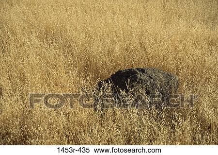 Field, grass, rock, isolation, nature, solitary View Large Photo Image Stock Photography - Field, grass, rock, isolation, nature, solitary. Fotosearch