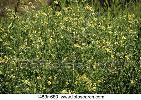 Field, plant, weed, wild, flowers, nature View Large Photo Image Stock Image - Field, plant, weed, wild, flowers, nature. Fotosearch