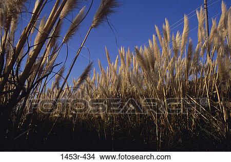Field, reeds, plants, nature, growth, meadow View Large Photo Image Picture - Field, reeds, plants, nature, growth, meadow. Fotosearch