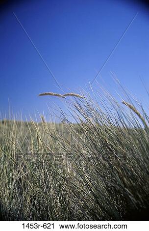 Field, sky, grass, plants, blades, nature, California View Large Photo Image Stock Image - Field, sky, grass, plants, blades, nature, California. Fotosearch