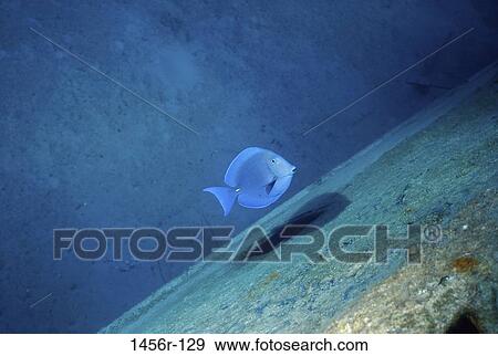 fish, swim, floating, sea, blue, swimming View Large Photo Image Stock Photo - fish, swim, floating, sea, blue, swimming. Fotosearch