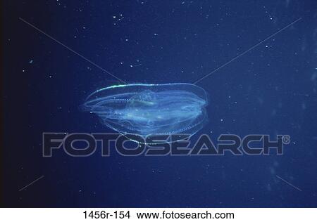 Picture - fish, swim, floating, sea, swimming, solitary. Fotosearch