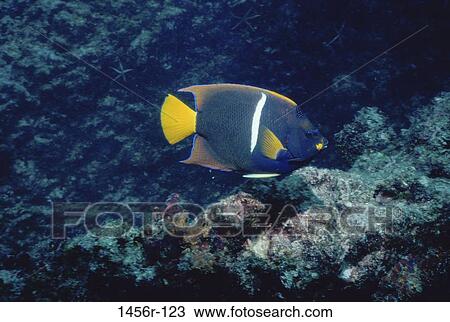 fish, swim, floating, sea, swimming, angel View Large Photo Image Stock Image - fish, swim, floating, sea, swimming, angel. Fotosearch