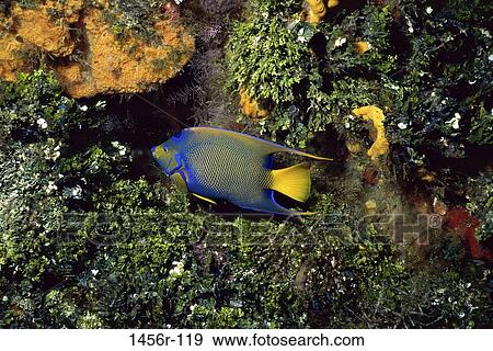 , fish, swim, floating, sea, swimming View Large Photo Image Stock Photo - , fish, swim, floating, sea, swimming. Fotosearch
