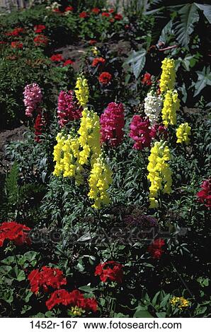 , flowers, bright, nature, blooming, blossoming View Large Photo Image Stock Photo - , flowers, bright, nature, blooming, blossoming. Fotosearch