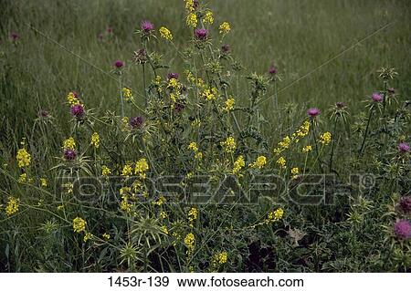 flowers, flower, nature, wildflowers, Flowers various View Large Photo Image Stock Photo - flowers, flower, nature, wildflowers, Flowers various. Fotosearch