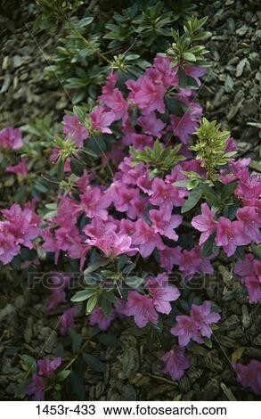 flowers, nature, blooming, blossoming, shrubbery View Large Photo Image Stock Image - flowers, nature, blooming, blossoming, shrubbery. Fotosearch