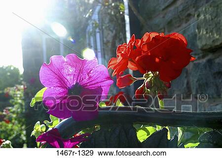 flowers, nature, blossoms, blooms, Flowers various View Large Photo Image Stock Photo - flowers, nature, blossoms, blooms, Flowers various. Fotosearch