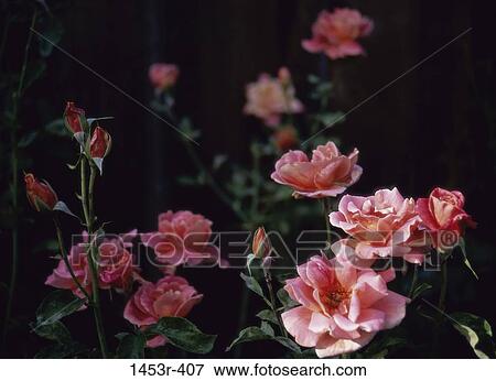 flowers, nature, roses, blooming, blossoming, growth View Large Photo Image Stock Photo - flowers, nature, roses, blooming, blossoming, growth. Fotosearch