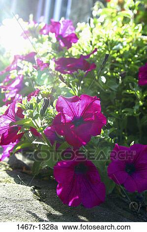flowers, purple, nature, violet, blossoms, blooms View Large Photo Image Stock Image - flowers, purple, nature, violet, blossoms, blooms. Fotosearch