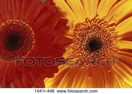 Gerbera Daisies View Large Photo Image Stock Photograph - Gerbera Daisies. Fotosearch