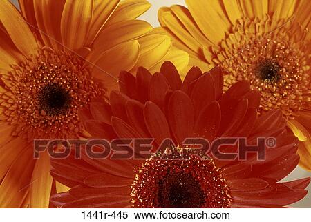 Gerbera Daisies View Large Photo Image Stock Photography - Gerbera Daisies. Fotosearch