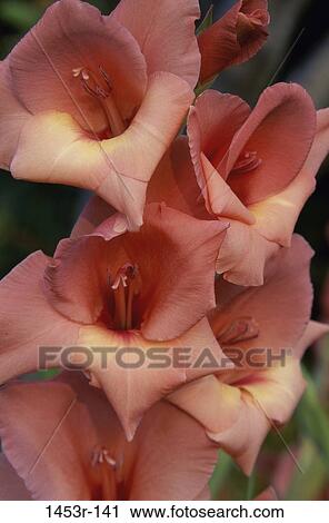 Gladiolas View Large Photo Image Stock Image - Gladiolas. Fotosearch