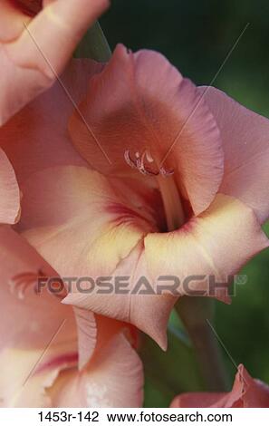 Gladiolas View Large Photo Image Stock Image - Gladiolas. Fotosearch