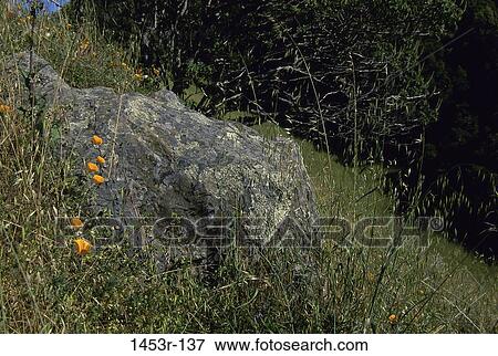 Golden Poppies View Large Photo Image Stock Photo - Golden Poppies. Fotosearch