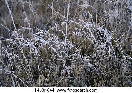 Picture - grass, ice, winter, covering, cold, straw. Fotosearch