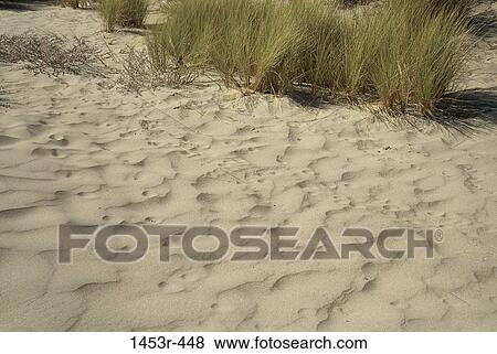 grass, sand, beach, coast, blades, nature View Large Photo Image Stock Photo - grass, sand, beach, coast, blades, nature. Fotosearch