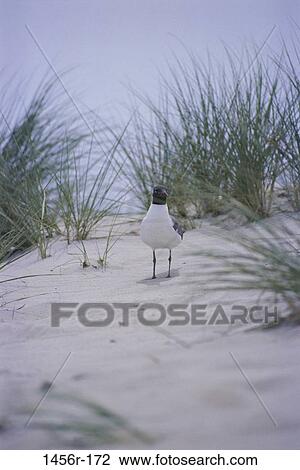 grass, seagull, bird, standing, stand, animal View Large Photo Image Stock Image - grass, seagull, bird, standing, stand, animal. Fotosearch