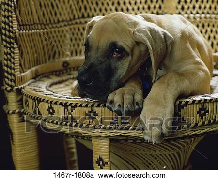 Great Dane View Large Photo Image Stock Image - Great Dane. Fotosearch