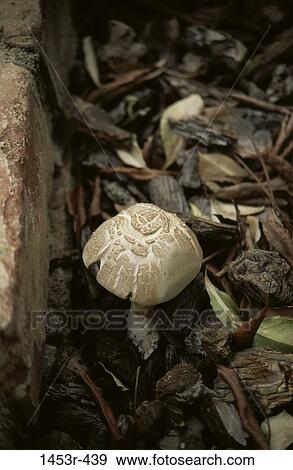 ground, nature, cap, underbrush, growth, growing View Large Photo Image Stock Photo - ground, nature, cap, underbrush, growth, growing. Fotosearch