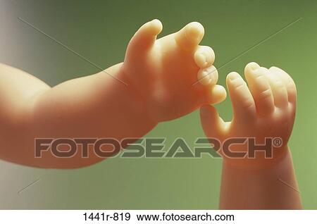 hands, doll, body parts, arms, fingers, touching View Large Photo Image Stock Photo - hands, doll, body parts, arms, fingers, touching. Fotosearch
