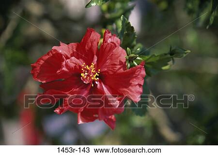 Hibiscus View Large Photo Image Stock Image - Hibiscus. Fotosearch