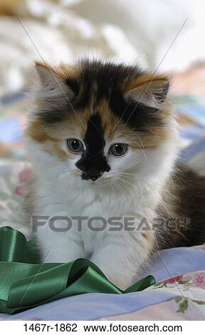 kitten, cat, playful, soft, curious, ribbon, animal View Large Photo Image Stock Image - kitten, cat, playful, soft, curious, ribbon, animal. Fotosearch