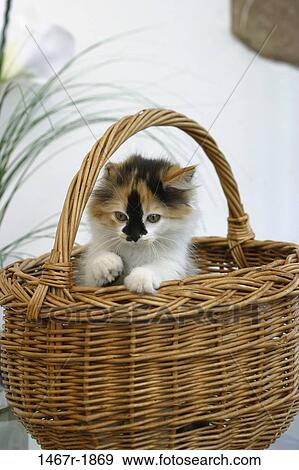 kitten, playing, cat, basket, playful, curious, play View Large Photo Image Stock Photo - kitten, playing, cat, basket, playful, curious, play. Fotosearch