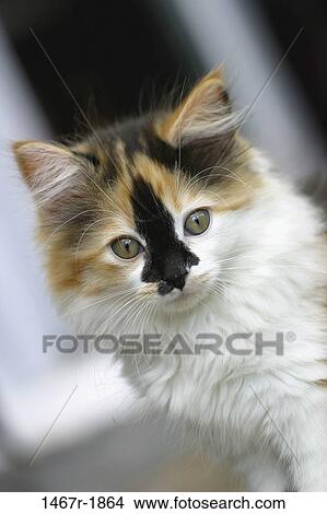 Picture - kitten, sitting, cat, awe, curious, watching, fascinated. Fotosearch