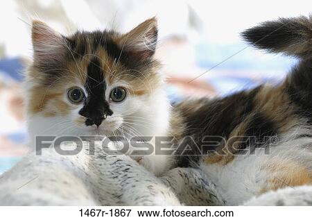 kitten, staring, cat, playful, gazing, lying down View Large Photo Image Stock Photo - kitten, staring, cat, playful, gazing, lying down. Fotosearch