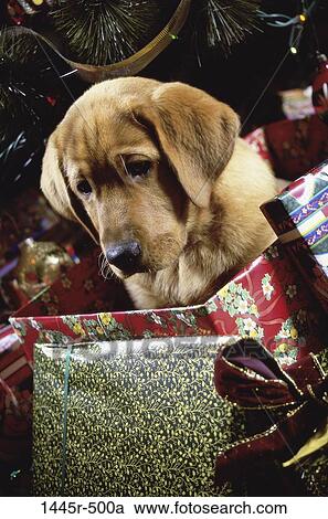 Labrador Retriever View Large Photo Image Stock Image - Labrador Retriever. Fotosearch
