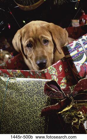 Labrador Retriever View Large Photo Image Stock Image - Labrador Retriever. Fotosearch