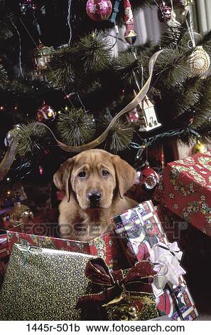 Labrador Retriever View Large Photo Image Stock Image - Labrador Retriever. Fotosearch