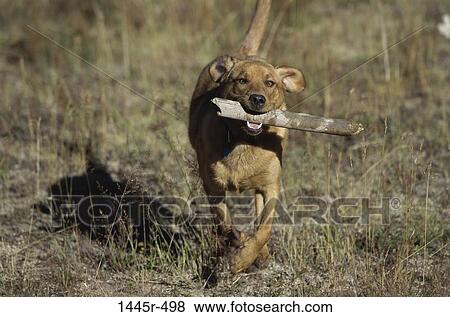 Labrador Retriever View Large Photo Image Stock Photo - Labrador Retriever. Fotosearch