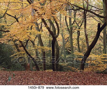 , leaves, autumn, covering, vegetation, trees View Large Photo Image Stock Photo - , leaves, autumn, covering, vegetation, trees. Fotosearch