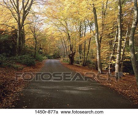 leaves, autumn, road, empty, deserted, paved View Large Photo Image Stock Image - leaves, autumn, road, empty, deserted, paved. Fotosearch