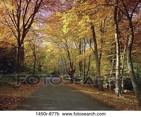 , leaves, autumn, road, rural, paved, narrow View Large Photo Image Stock Image - , leaves, autumn, road, rural, paved, narrow. Fotosearch
