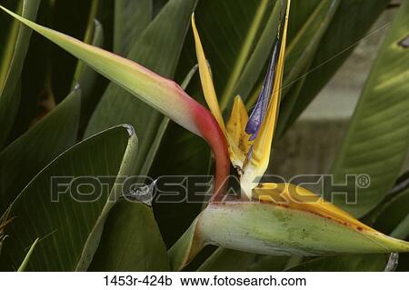 , leaves, bird, tropical, flower, nature, pointed View Large Photo Image Stock Image - , leaves, bird, tropical, flower, nature, pointed. Fotosearch