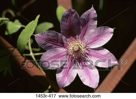 leaves, clematis, flower, nature, blooming, blossoming View Large Photo Image Stock Photo - leaves, clematis, flower, nature, blooming, blossoming. Fotosearch