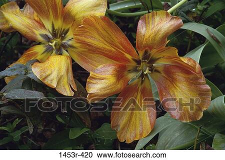 , leaves, exotic, flowers, nature, foliage View Large Photo Image Stock Image - , leaves, exotic, flowers, nature, foliage. Fotosearch