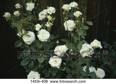 leaves, flowers, nature, roses, blooming View Large Photo Image Stock Photo - leaves, flowers, nature, roses, blooming. Fotosearch