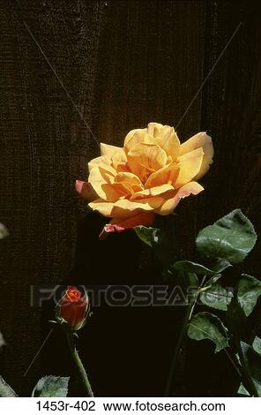 leaves, gold, rose, flower, nature, blooming, blossoming View Large Photo Image Stock Image - leaves, gold, rose, flower, nature, blooming, blossoming. Fotosearch
