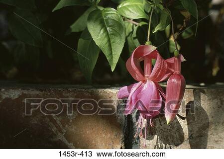 Stock Image - leaves, hanging, flowers, nature, blooming, blossoming. Fotosearch