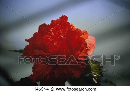leaves, hibiscus, flower, nature, blooming, blossoming View Large Photo Image Stock Image - leaves, hibiscus, flower, nature, blooming, blossoming. Fotosearch