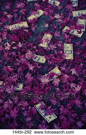 leaves, money, finance, still life, currency, financial View Large Photo Image Stock Image - leaves, money, finance, still life, currency, financial. Fotosearch