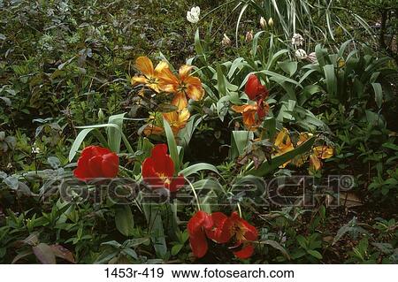 leaves, plants, ground, flowers, nature, diversity, blooming View Large Photo Image Stock Photo - leaves, plants, ground, flowers, nature, diversity, blooming. Fotosearch