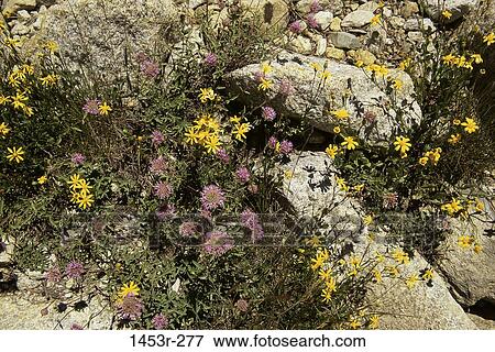 leaves, plants, wild, flowers, nature, rocks View Large Photo Image Stock Photo - leaves, plants, wild, flowers, nature, rocks. Fotosearch