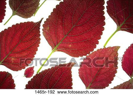 Stock Image - leaves, red, autumn, pattern, bright, nature. Fotosearch